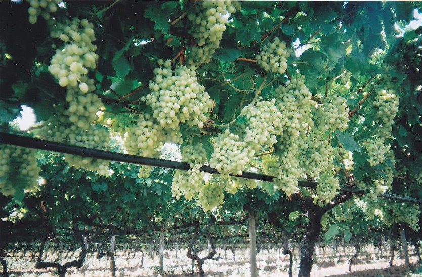 vineyard, salinity, water treatment, soil