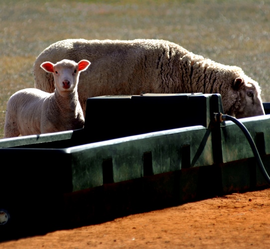 stock water, pumps and irrigation, sheep water, water treatment